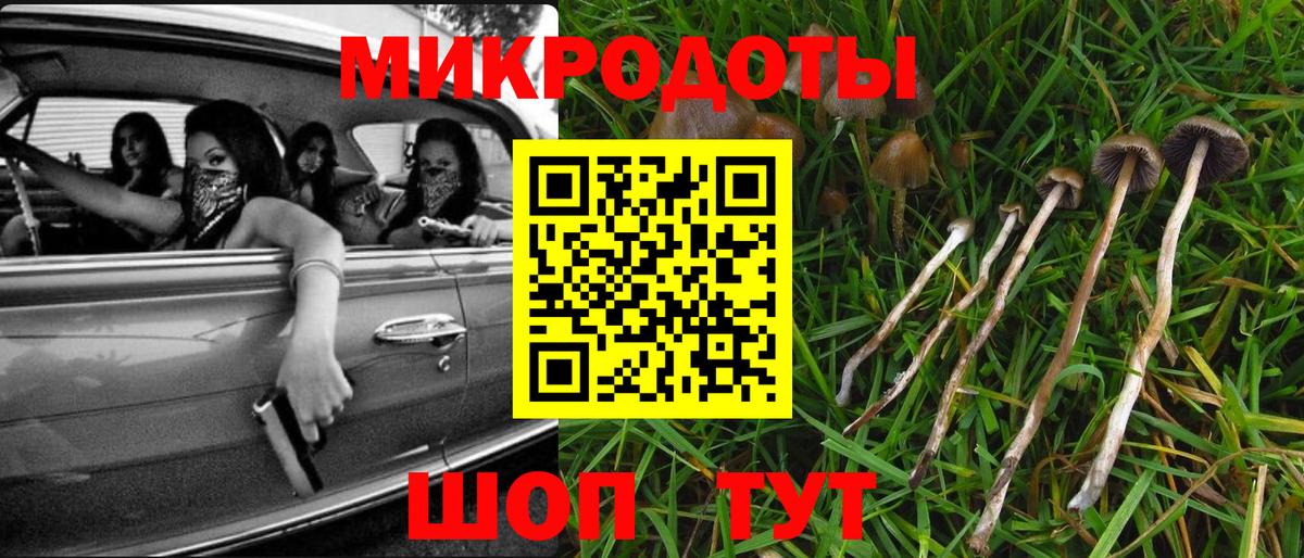 Псилоцибиновые грибы Psilocybe Бирск